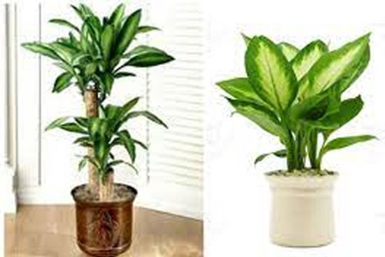 Nhà giàu không bao giờ tiết lộ loại cây chiêu dụ Thần Tài, vận may ào ào đến, gia chủ phất lên trông thấy