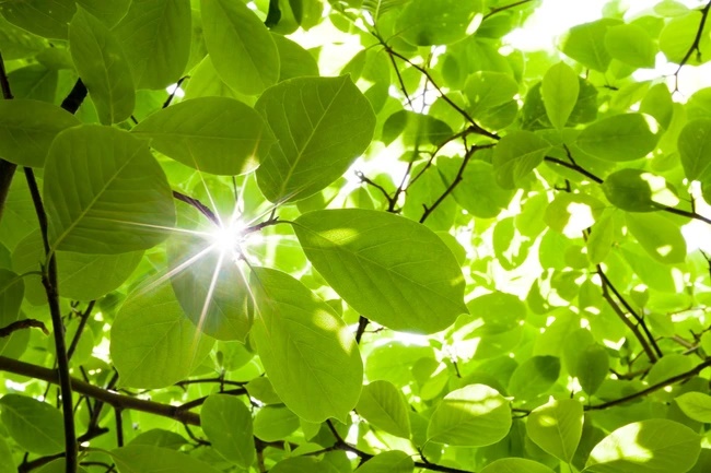Câu đố Tiếng Việt: Cái gì nhẹ nhàng sáng lên, xuyên qua chiếc lá chẳng hề rung rinh? – Trí tưởng tượng phong phú mới đoán đúng!-2