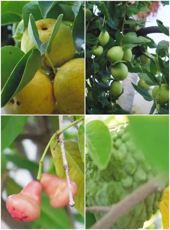 Vân Sơn thu hoạch trái cây trong vườn rộng 1.200 m2 ở Mỹ: Đủ loại quả nhiệt đới, nhìn thôi đã thèm-10