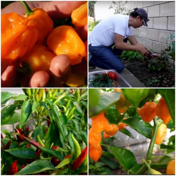 Vân Sơn thu hoạch trái cây trong vườn rộng 1.200 m2 ở Mỹ: Đủ loại quả nhiệt đới, nhìn thôi đã thèm-2