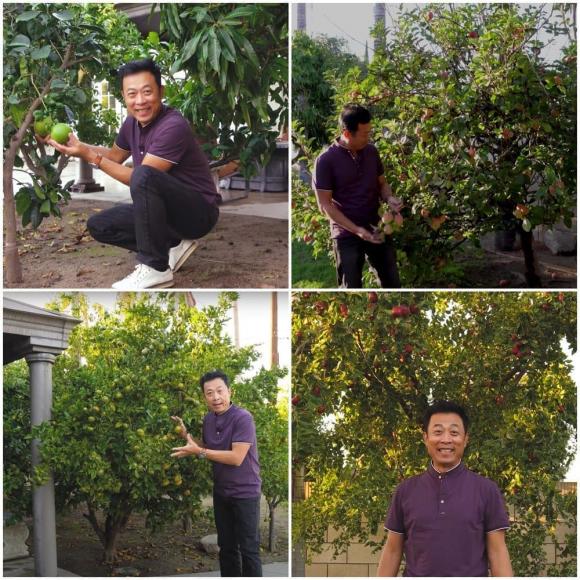 Vân Sơn thu hoạch trái cây trong vườn rộng 1.200 m2 ở Mỹ: Đủ loại quả nhiệt đới, nhìn thôi đã thèm-3