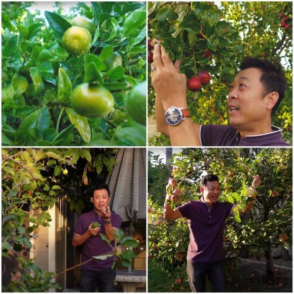 Vân Sơn thu hoạch trái cây trong vườn rộng 1.200 m2 ở Mỹ: Đủ loại quả nhiệt đới, nhìn thôi đã thèm-4