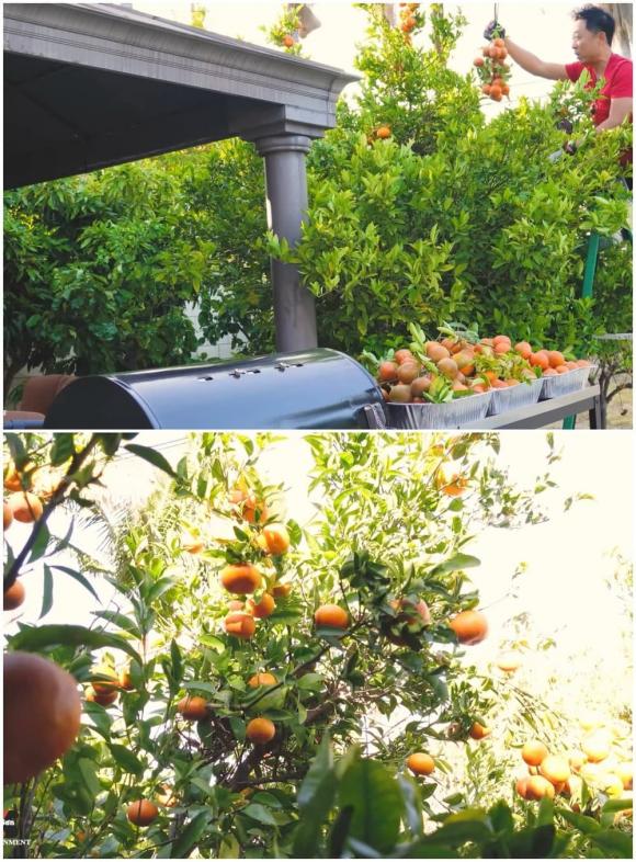 Vân Sơn thu hoạch trái cây trong vườn rộng 1.200 m2 ở Mỹ: Đủ loại quả nhiệt đới, nhìn thôi đã thèm-6