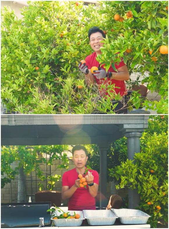 Vân Sơn thu hoạch trái cây trong vườn rộng 1.200 m2 ở Mỹ: Đủ loại quả nhiệt đới, nhìn thôi đã thèm-8