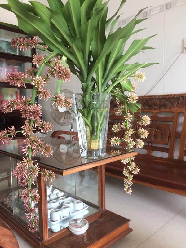 5 cây cảnh trong nhà bỗng nhiên nở hoa, chứng tỏ sắp có điềm, gia chủ cần chuẩn bị-5