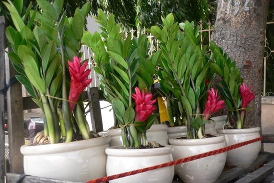 5 cây cảnh trong nhà bỗng nhiên nở hoa, chứng tỏ sắp có 