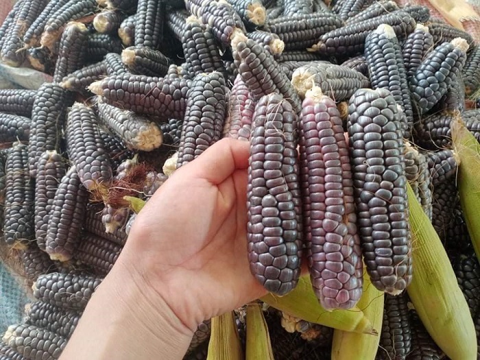 Ngô nếp tí hon hút khách Hà Thành, chị em mua cả trăm bắp về thưởng thức-3