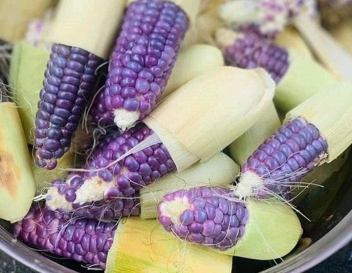 Ngô nếp tí hon hút khách Hà Thành, chị em mua cả trăm bắp về thưởng thức-4