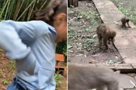 Trẻ nhỏ khóc thét vì bị khỉ tấn công trong khu du lịch ở Sơn La