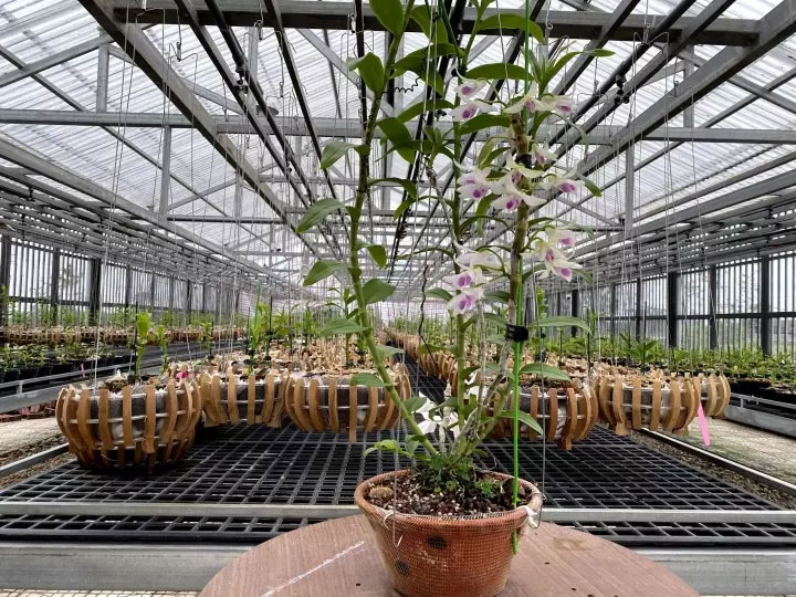 Chăm vườn lan đột biến mất giá 200 lần để…ngắm chơi-1