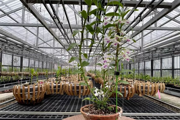 Lại thêm người mất gần 2 tỷ đồng vì lan đột biến-2