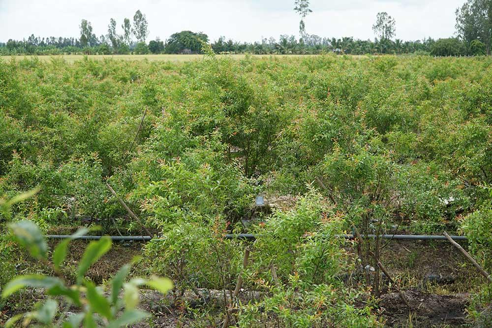 Liều trồng cây lạ, chàng trai miền Tây bất ngờ thu 1 tỷ đồng/năm-1