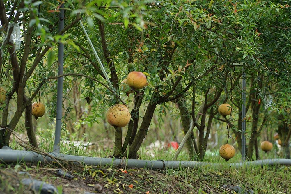 Liều trồng cây lạ, chàng trai miền Tây bất ngờ thu 1 tỷ đồng/năm-2
