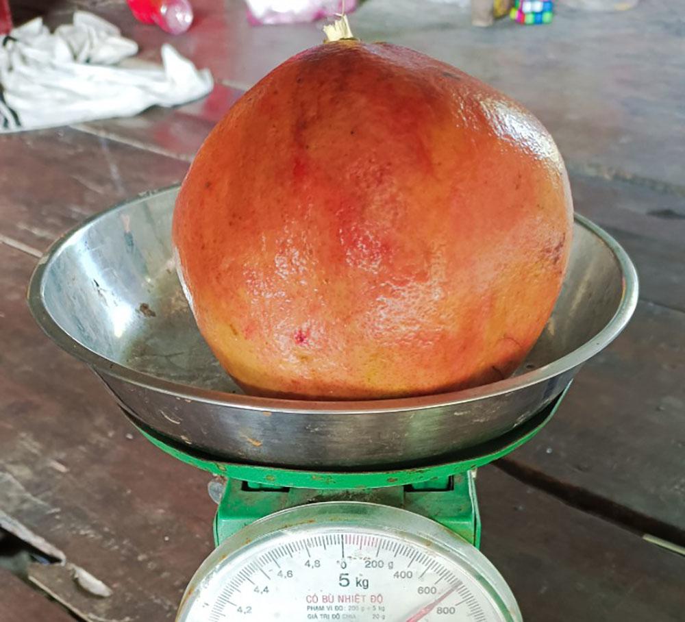 Liều trồng cây lạ, chàng trai miền Tây bất ngờ thu 1 tỷ đồng/năm-5