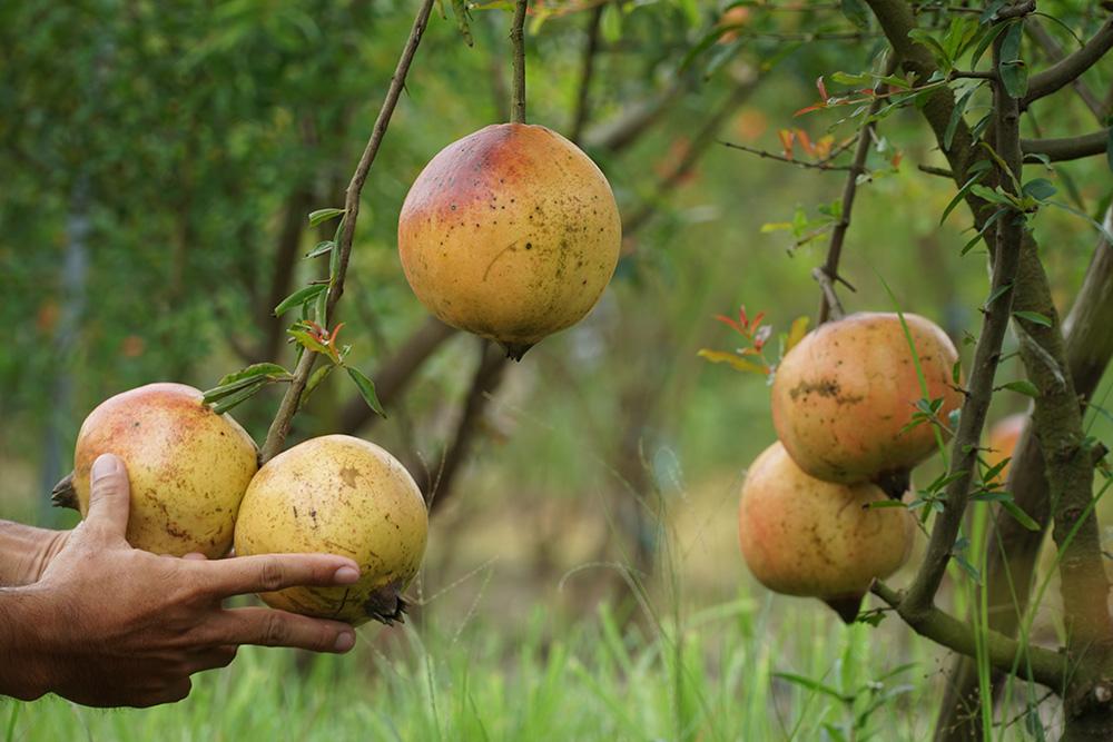 Liều trồng cây lạ, chàng trai miền Tây bất ngờ thu 1 tỷ đồng/năm-7