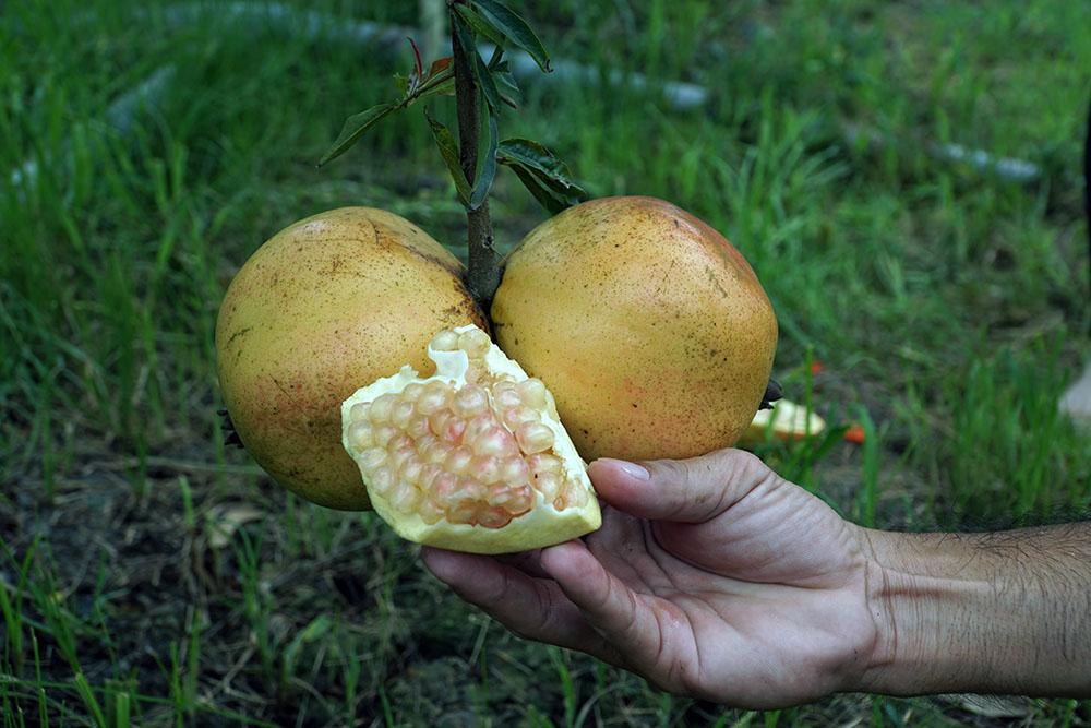 Liều trồng cây lạ, chàng trai miền Tây bất ngờ thu 1 tỷ đồng/năm-8