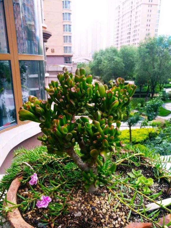 3 loại hoa may mắn, mang đầy hương vị tiền bạc, ngụ ý rằng phú quý sắp đến-1