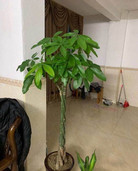 3 loại hoa may mắn, mang đầy hương vị tiền bạc, ngụ ý rằng phú quý sắp đến-4