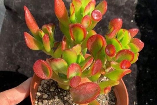 3 loại 'hoa may mắn', mang đầy hương vị tiền bạc, ngụ ý rằng phú quý sắp đến