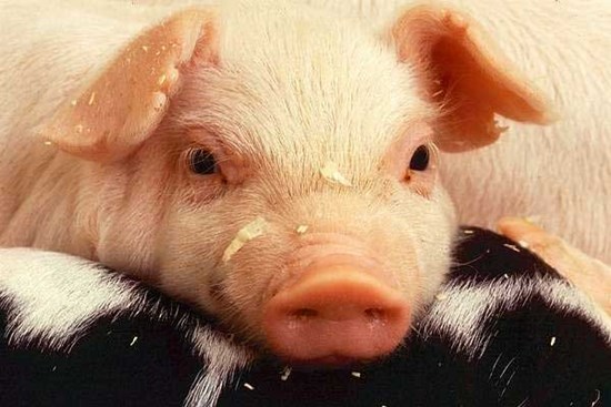 Thần Tài ban lộc: 4 tuổi 'tiền đẻ ra tiền