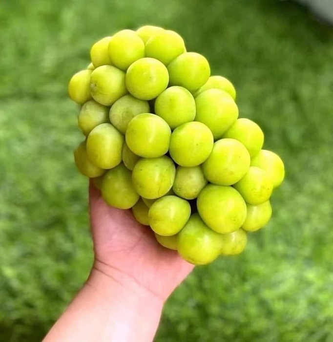 Bất ngờ nho sữa được bán đầy chợ Việt với giá chỉ từ 99 nghìn đồng/kg-2
