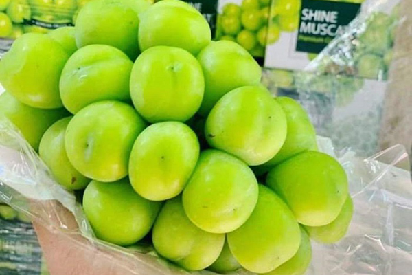 Sốc với giá nho sữa ‘quý tộc’, từ đắt đỏ thành loại quả rẻ nhất chợ-3