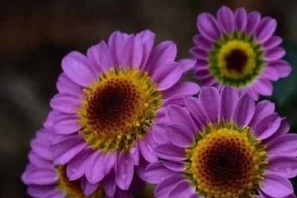 Ngày mai, Rằm tháng 6 âm lịch: 3 con giáp đón vận may hiếm có, tài lộc rực sáng, cuộc sống lên hương viên mãn-4