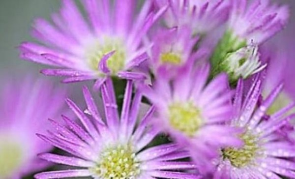 Nếu sinh vào những ngày âm lịch này thì xin chúc mừng, cuộc đời sẽ gặp nhiều may mắn, tài lộc dồi dào-4