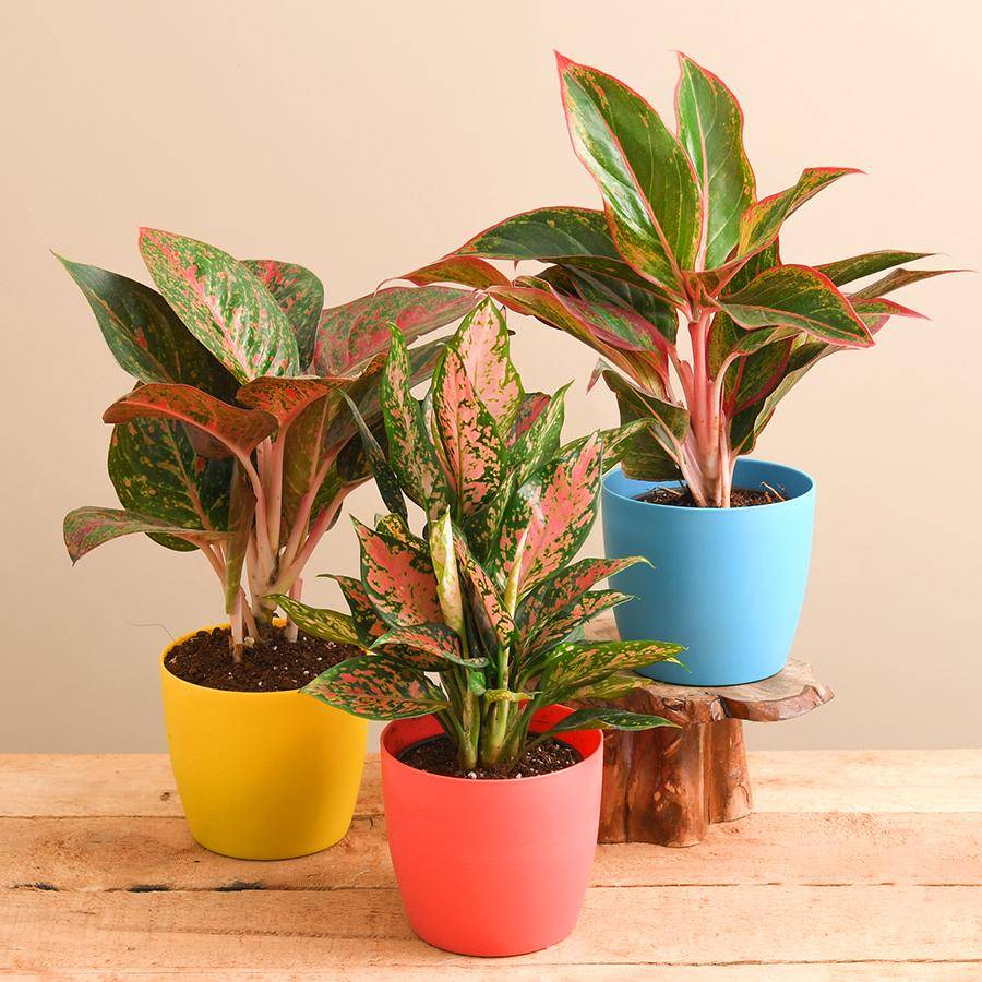 5 cây cảnh nên trồng tại nhà để tài lộc dồi dào, tiền nhiều như thác lũ-4