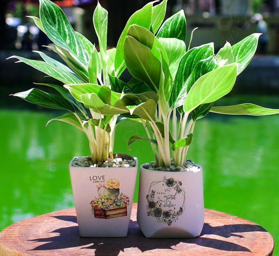 5 cây cảnh nên trồng tại nhà để tài lộc dồi dào, tiền nhiều như thác lũ-5