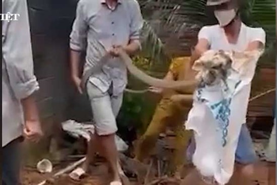 Sốc cảnh dùng tay không bắt rắn hổ chúa dài hơn 2m, người đàn ông bị cắn tử vong