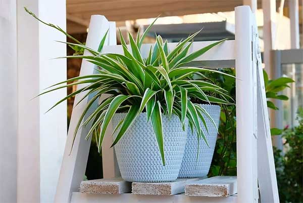 Muốn cây cảnh điên cuồng phát triển, chỉ cần cho uống 2 loại nước thần dược này-4