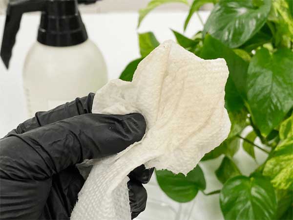 Muốn cây cảnh điên cuồng phát triển, chỉ cần cho uống 2 loại nước thần dược này-7