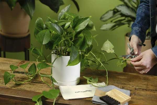 Muốn cây cảnh điên cuồng phát triển, chỉ cần cho uống 2 loại nước thần dược này-8