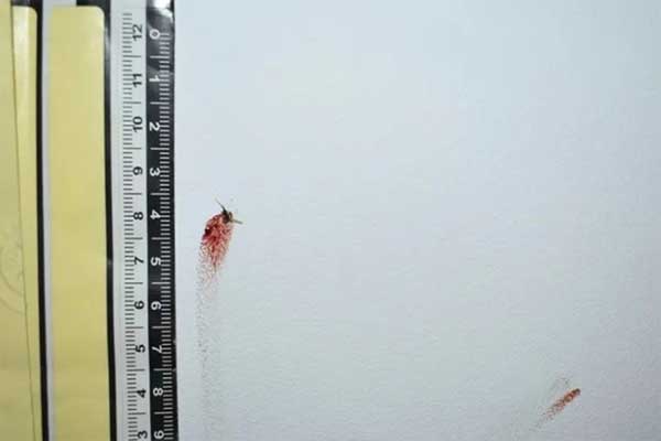 Chuyện thật như đùa: Nhờ xác con muỗi dính trên tường, cảnh sát tìm ra danh tính thủ phạm-1