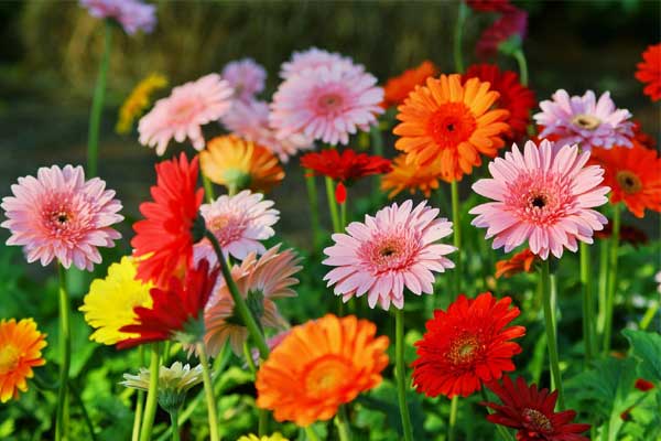 7 nốt ruồi vượng tướng tu 10 đời mới có, đừng dại tẩy đi kẻo tài lộc bay biến hết, nghèo suốt kiếp-4