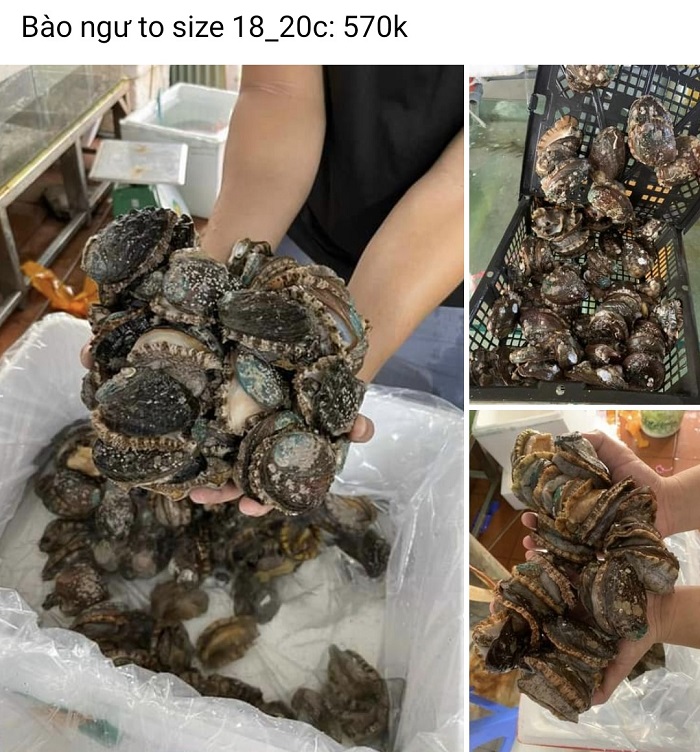 Bất ngờ về nguồn gốc của bào ngư tươi sống giá siêu rẻ” chỉ 25 nghìn đồng/con-2