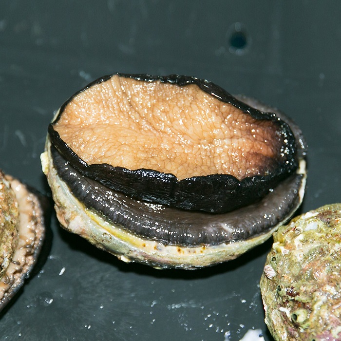 Bất ngờ về nguồn gốc của bào ngư tươi sống giá siêu rẻ” chỉ 25 nghìn đồng/con-3