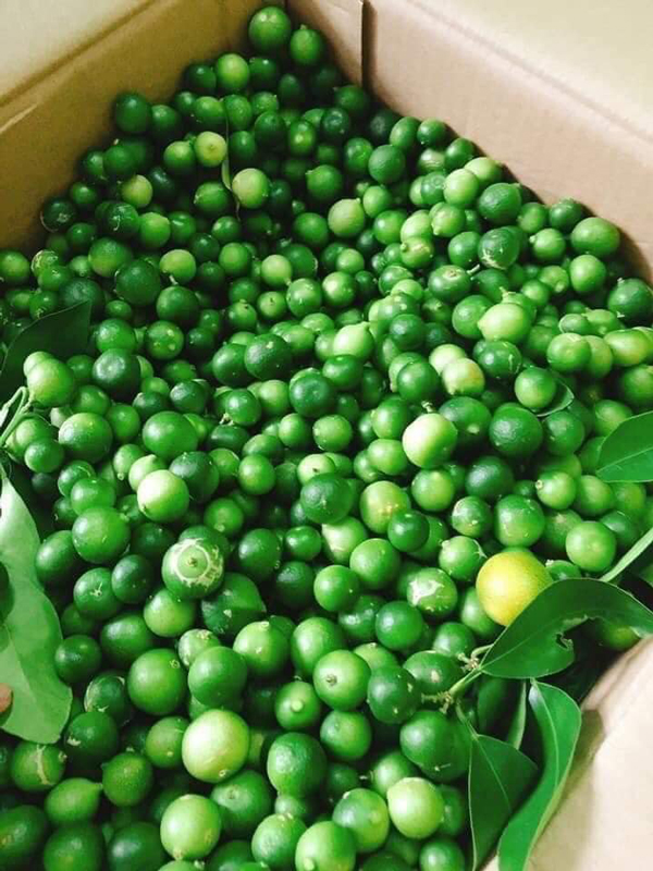 Loại chanh bé như quả quất mà giá bán cao ngất, dân buôn bán hàng tấn mỗi vụ-1