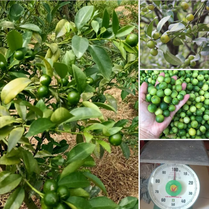 Loại chanh bé như quả quất mà giá bán cao ngất, dân buôn bán hàng tấn mỗi vụ-2