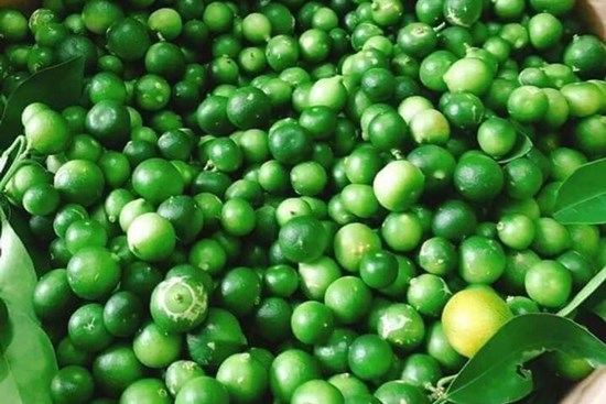 Loại chanh bé như quả quất mà giá bán cao ngất, dân buôn bán hàng tấn mỗi vụ