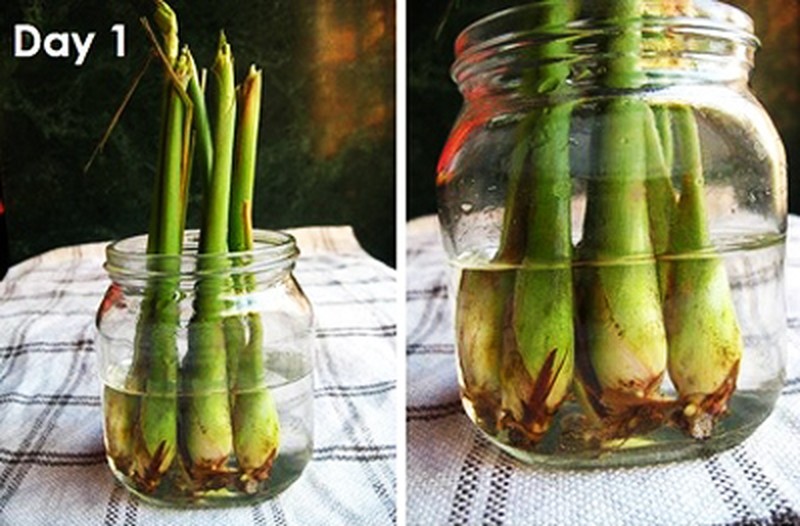 Học ngay cách trồng sả này để vài tuần là có chậu cây đuổi muỗi hiệu quả, vừa làm tiểu cảnh trang trí xinh xắn-2