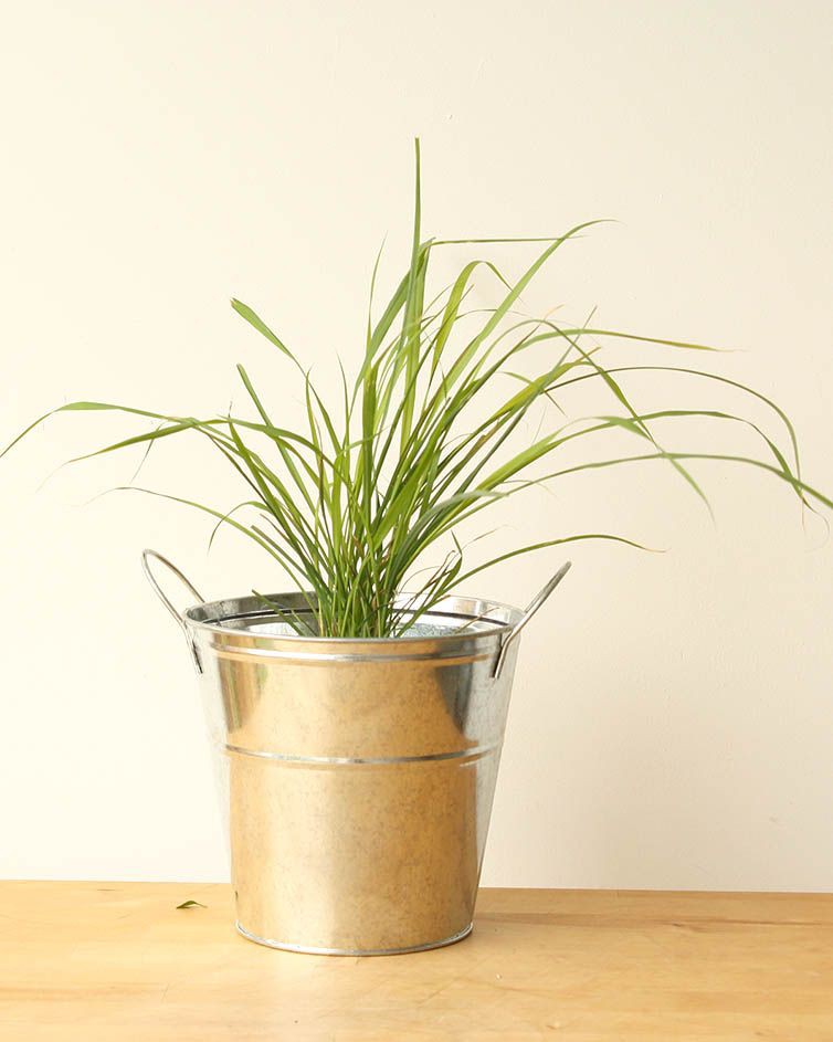 Học ngay cách trồng sả này để vài tuần là có chậu cây đuổi muỗi hiệu quả, vừa làm tiểu cảnh trang trí xinh xắn-4