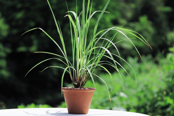 Nghề hiến máu nuôi muỗi ít ai dám làm: Trăm con bâu đen, cánh tay bỏng rát-1