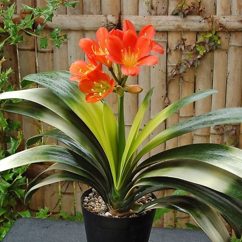 Tổ tiên dạy: 3 loại hoa trồng trong dương trạch, con cháu đời đời ấm no, đó là hoa gì?-1