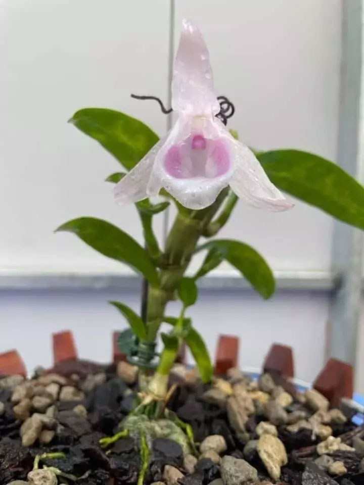 Lại thêm người mất gần 2 tỷ đồng vì lan đột biến-1