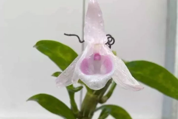 Hết thời 50 tỷ mua được 5 kie, lan đột biến giờ 500 nghìn 5 kie người mua vẫn chê đắt-4