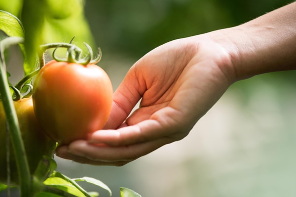 4 cách ăn cà chua dễ ngộ độc, âm thầm gây bệnh ung thư nhưng nhiều người từng mắc-3