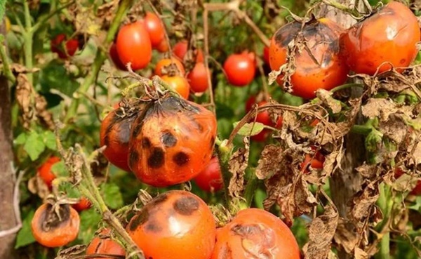 4 cách ăn cà chua dễ ngộ độc, âm thầm gây bệnh ung thư nhưng nhiều người từng mắc-4