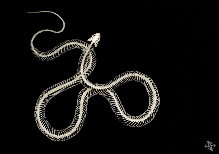 Bộ xương rắn có giá lên đến 15 triệu đồng, khách Việt mạnh tay chi tiền đặt mua-2